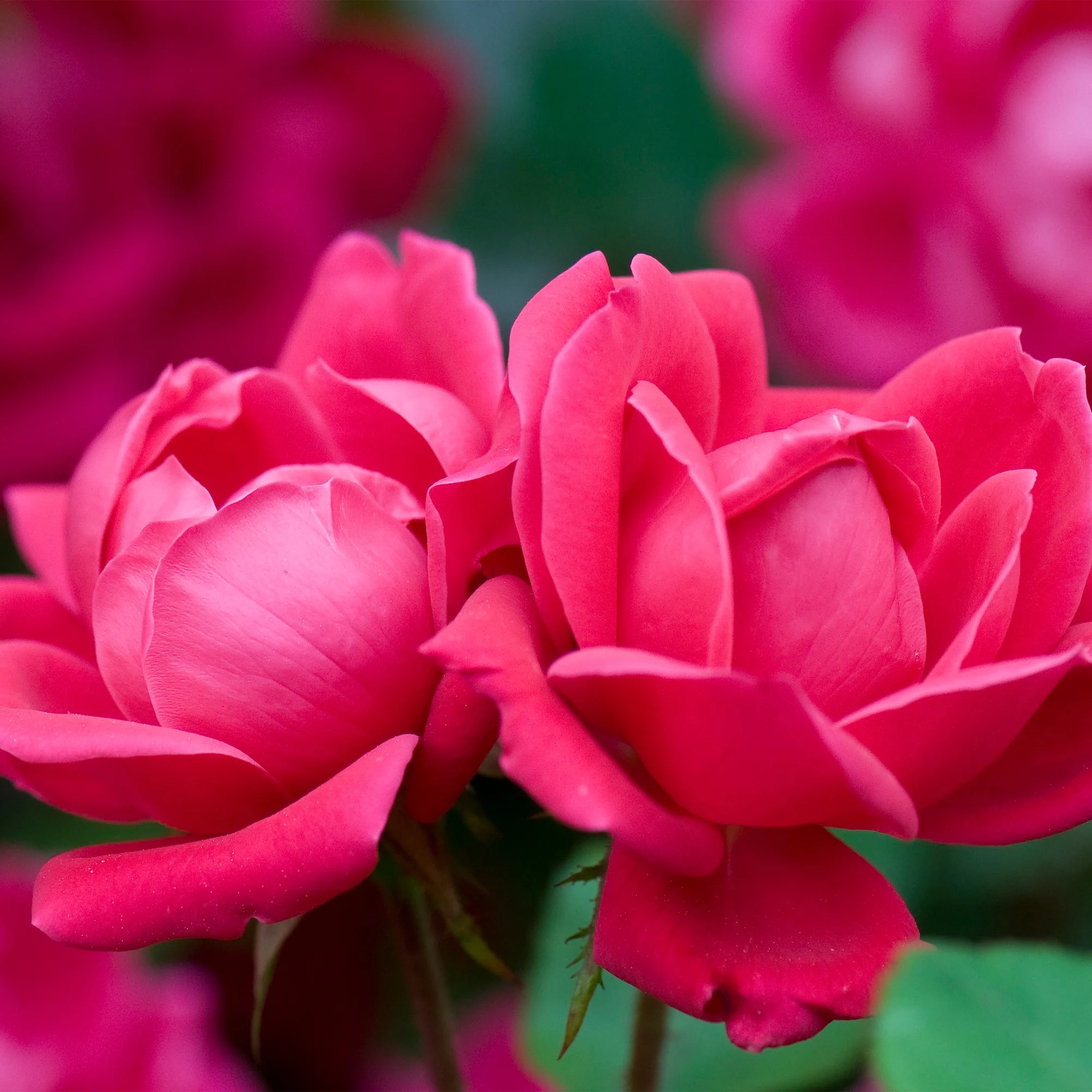 The Red Double Knock Out Tree® Rose Plant with Vibrant Cherry Red Blooms (3 Gallon)