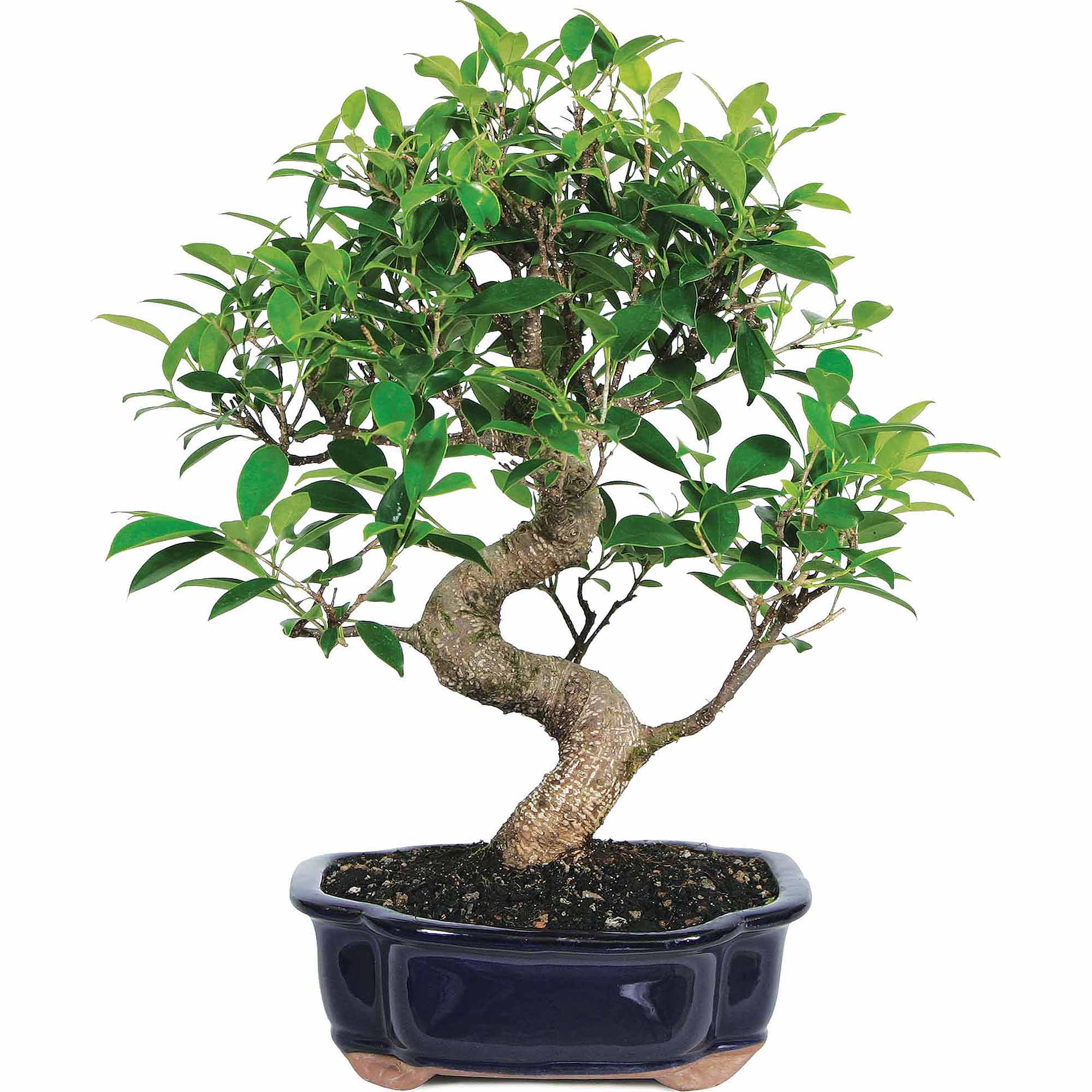 Brussel's Bonsai Ficus Bonsai Live Tree