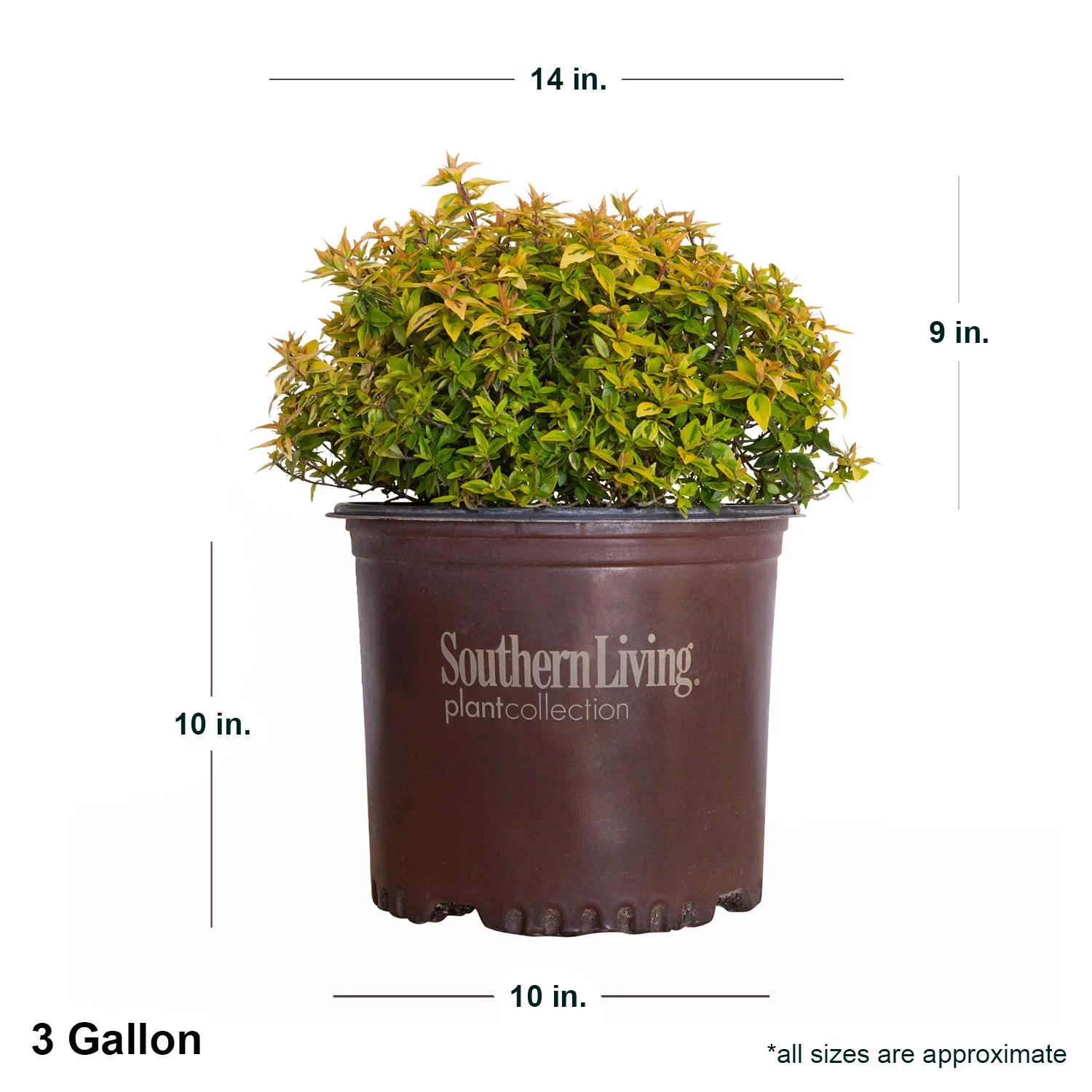 Kaleidoscope Abelia (3 Gallon) Evergreen Shrub with Variegated Foliage - Live Outdoor Plant