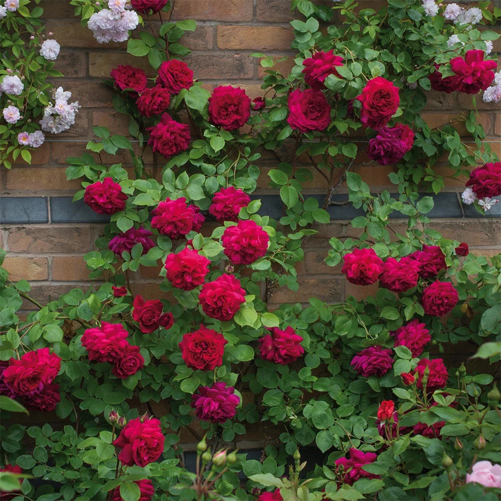 Heirloom Roses Red Rose Plant - Tess of the d'Urbervilles® David Austin Rose Bush