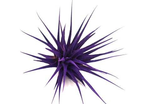 Live Extra Large Tillandsia Ionantha Guatemala Colorful Air Plant 3+ inch Enhanced Color Easy Care Indoor Outdoor Home Decor Gift Airplant by Awesome Industries