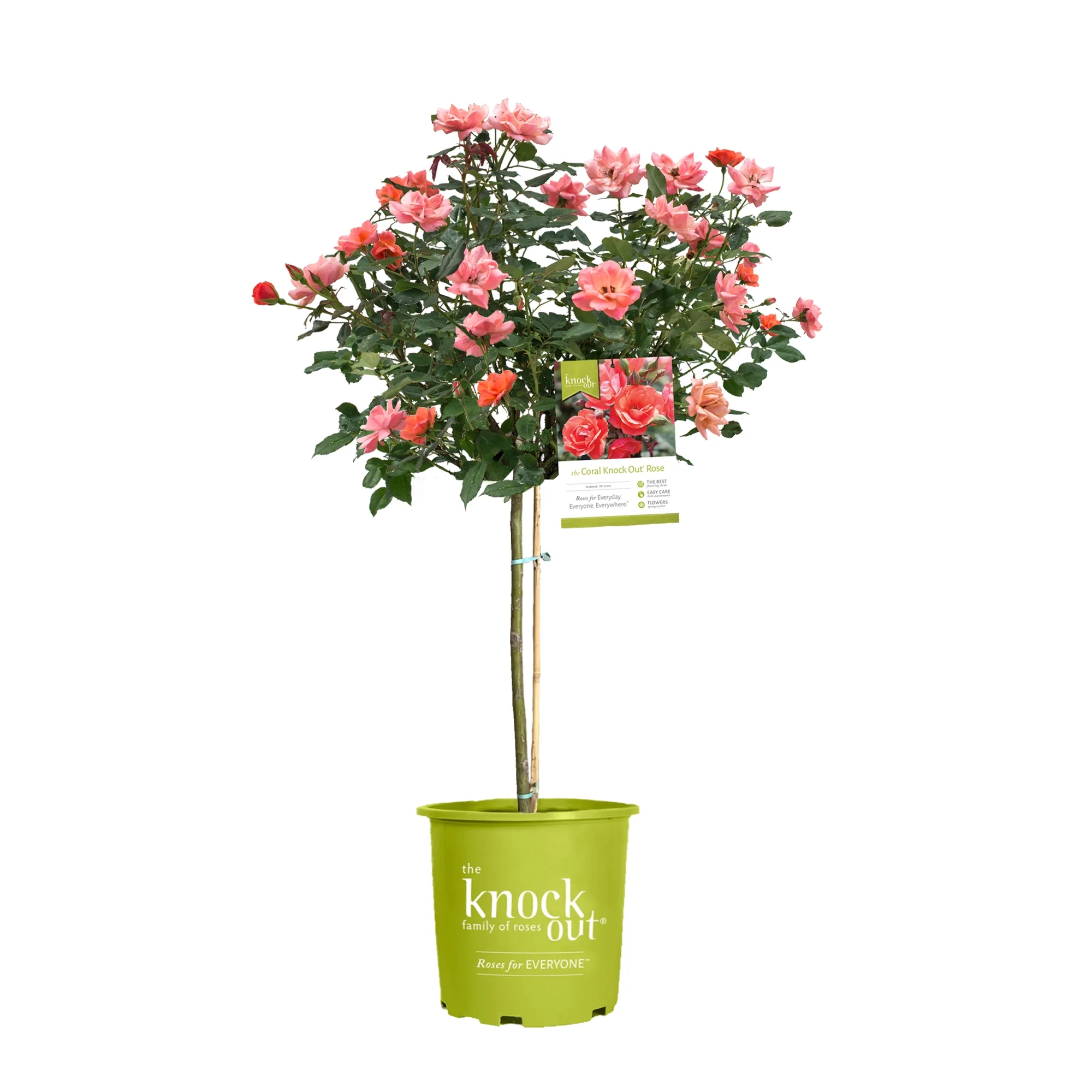 The Coral Knock Rose Tree Form with Brick Orange Fading to Coral Flowers (3 Gallon)