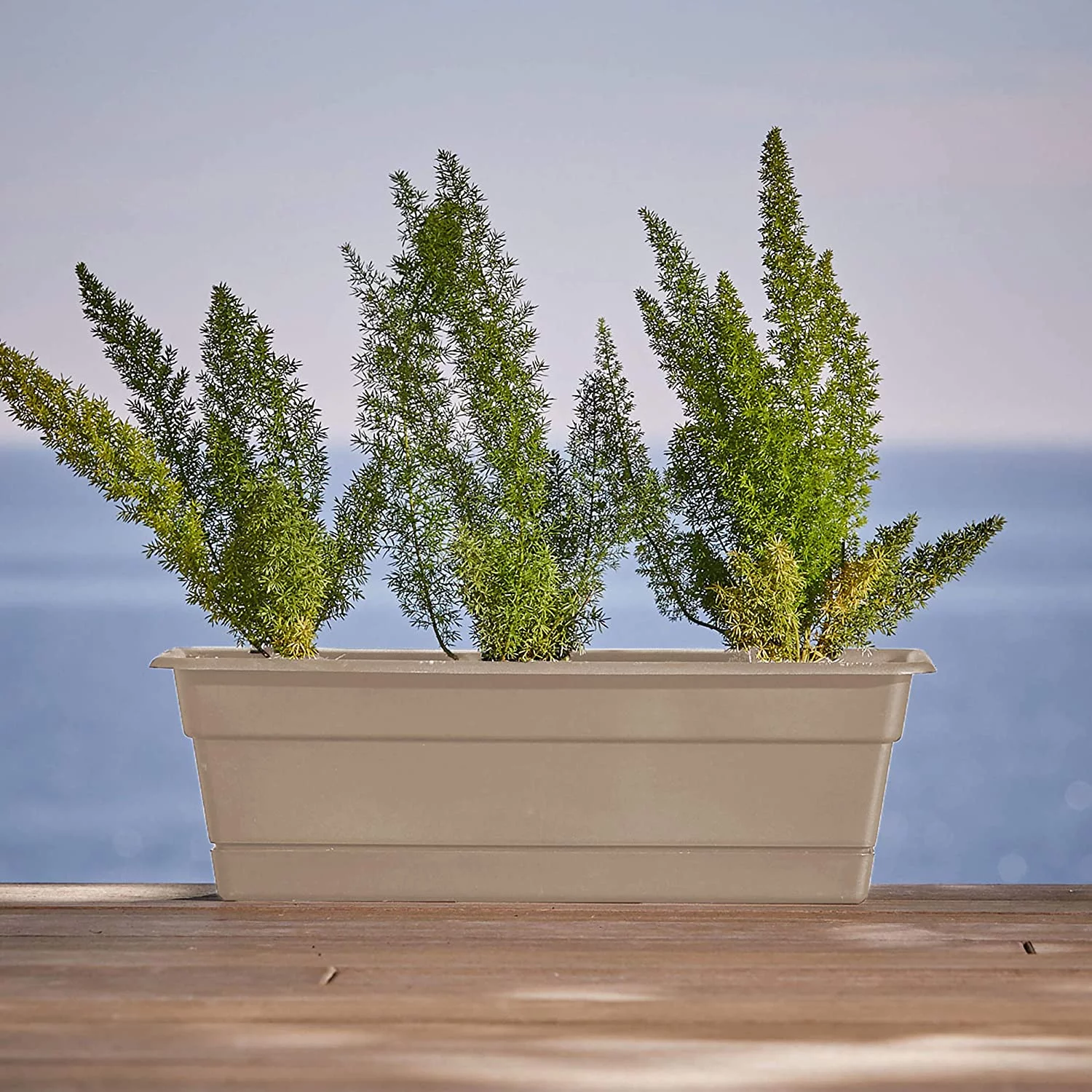 Bloem Dura Cotta Window Box Planter w/Tray 24