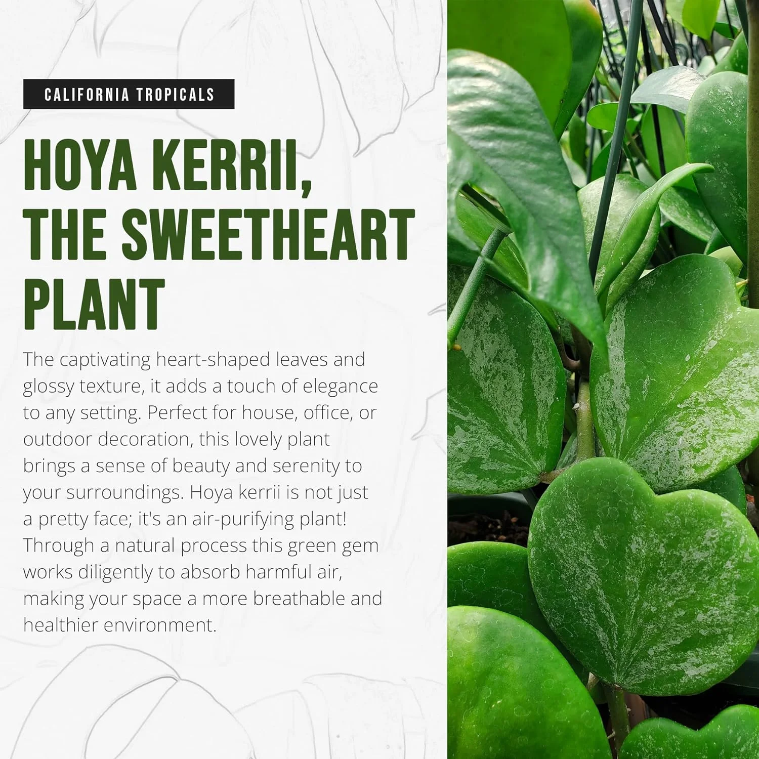 California Tropicals Hoya Kerrii Tall Heart-Shaped Live Houseplant- Unique Indoor House Plant, Perfect for Home Decor, Gifts, Garden, Gardening, Small Pot - Real Pants for Office