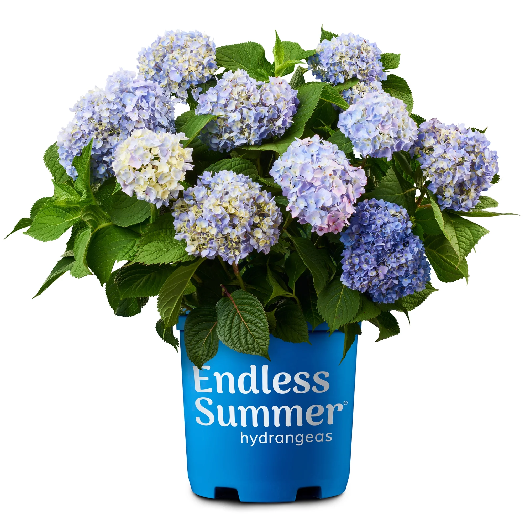 Endless Summer Original Hydrangea Live Shrub (2 Gallon)