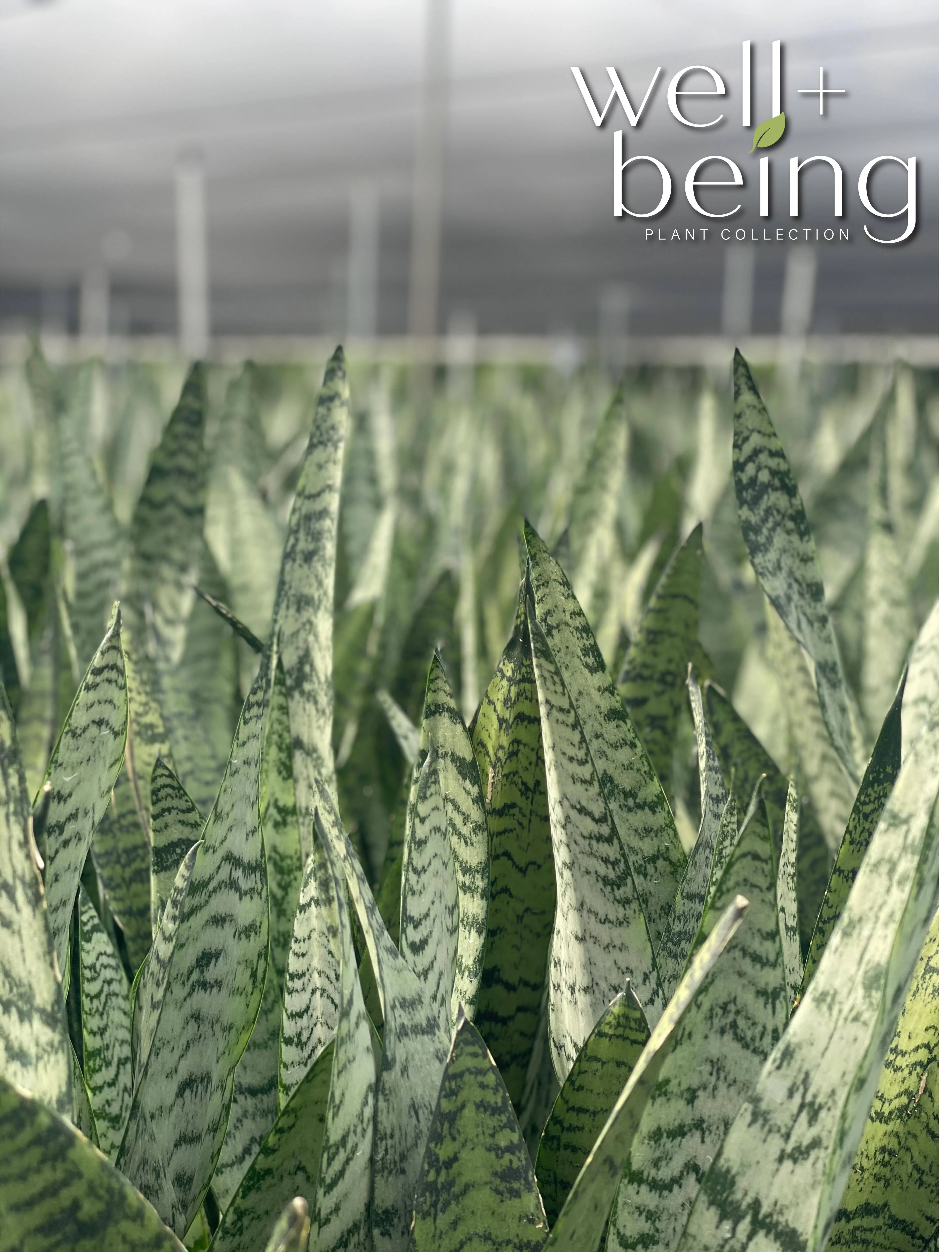 Nature's Way Farms Sansevieria Zeylanica Live Plant (25-30 inches tall) in growers pot