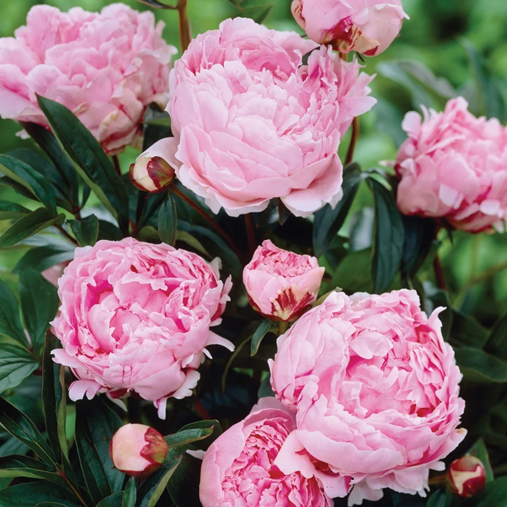Van Zyverden Peonies Sarah Bernhardt Set of 5 Plant Roots Pink Part Sun