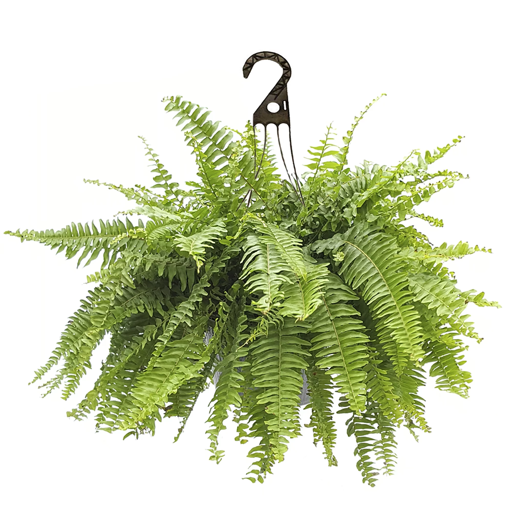 10 in Boston Fern Hanging Basket Live Plant