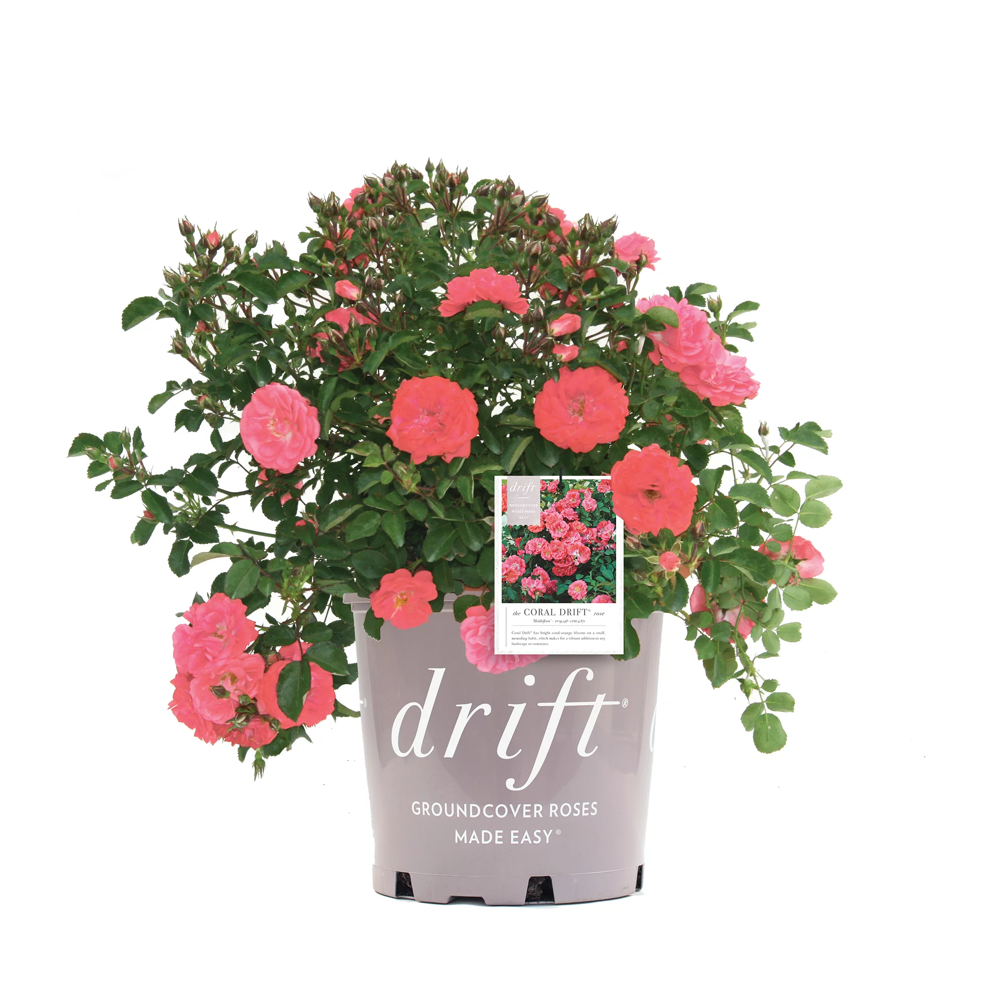 3 Gal. Coral Drift Rose Bush - Winter hardy Rose Bush