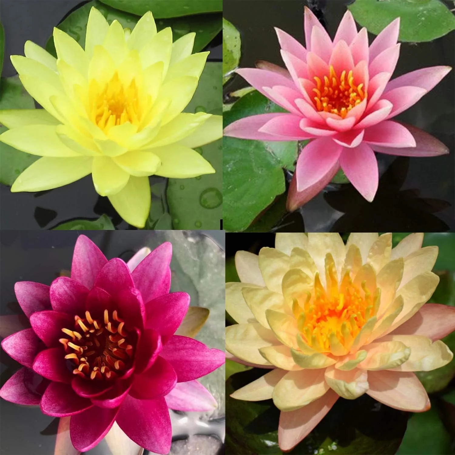 Pre-Grown Hardy Water Lily Tuber Aquatic Pond Plant Garden Assorted Free Fertilizer Supplies