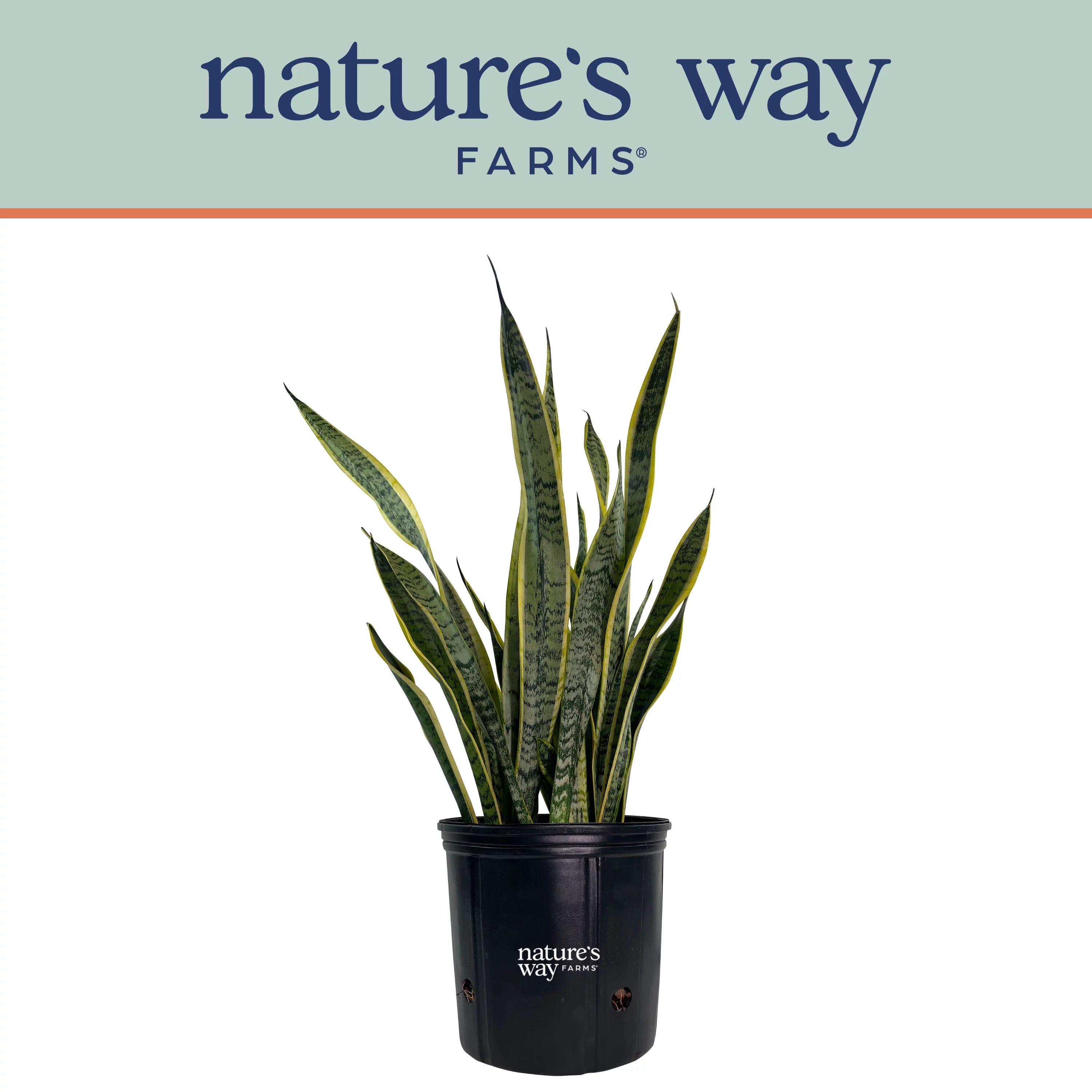 Nature's Way Farms Sansevieria Laurentii Live Plant (25-30 inches tall) in growers pot