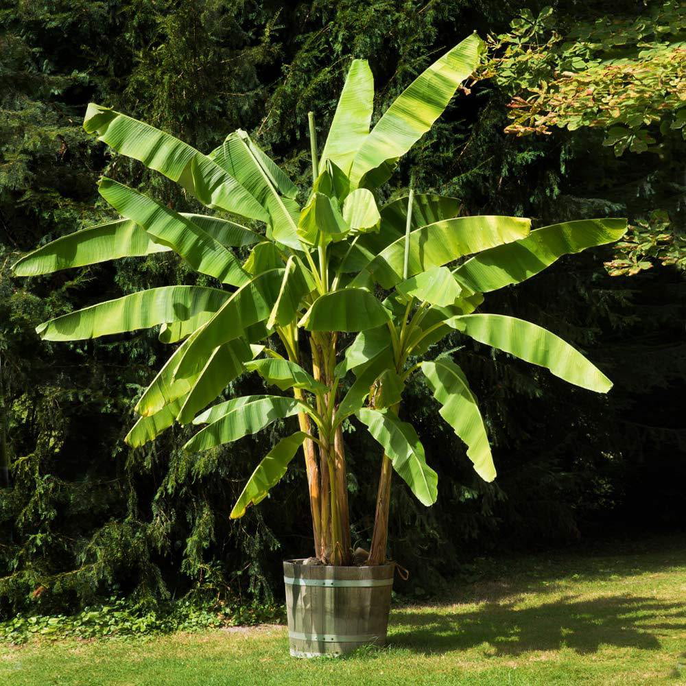 Brighter Blooms - Dwarf Cavendish Banana Tree, 1 Gal. - No Shipping To AZ