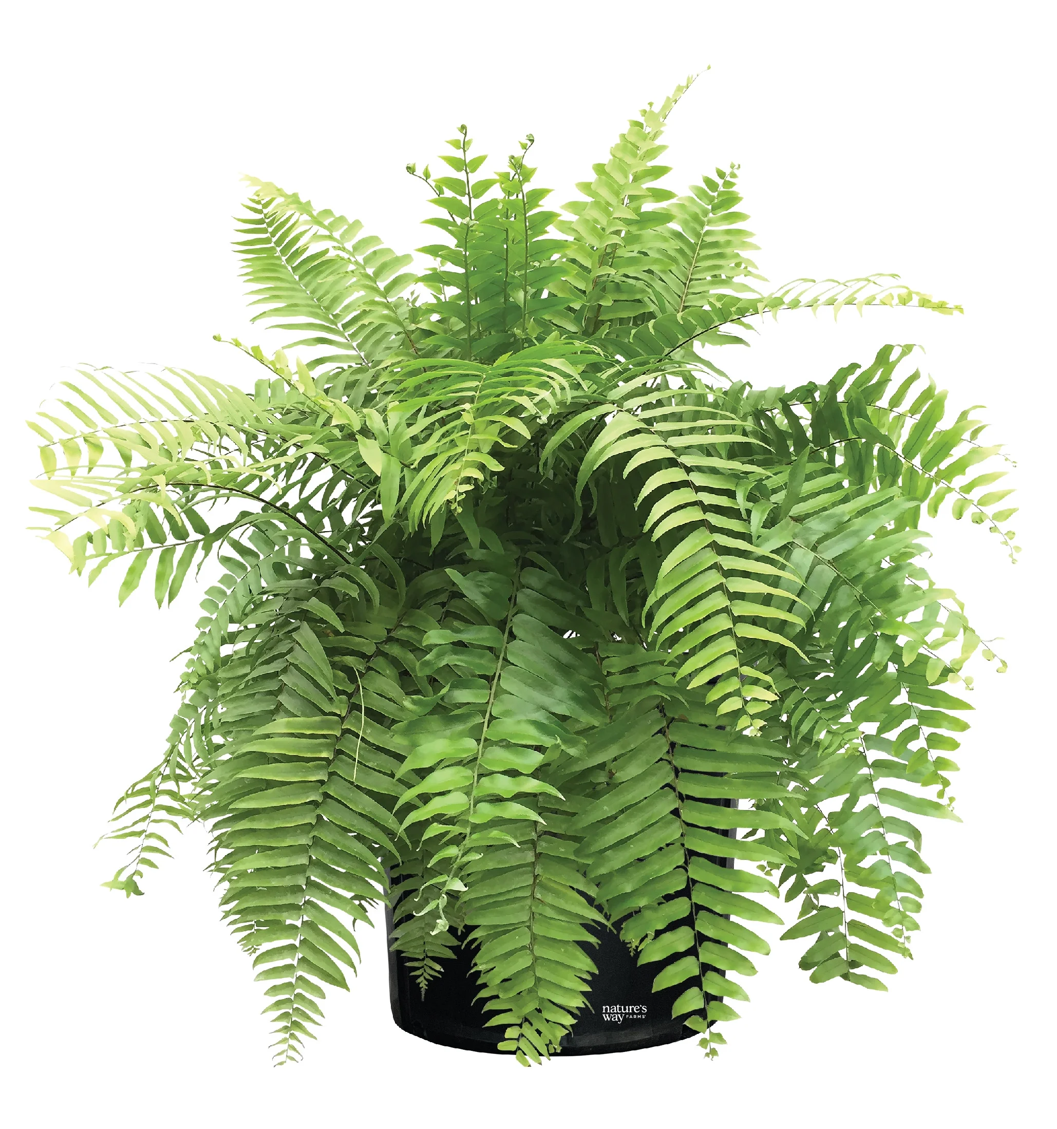 Nature's Way Farms Fern Macho Live Plant (25-30 in. Tall) in Grower Pot