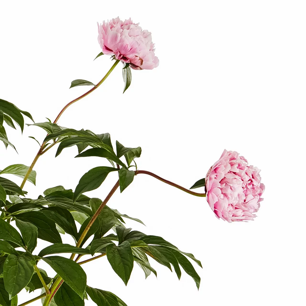 Expert Gardener 1G Pink Peony Perennial Live Plants (1 Count) with Grower Pot