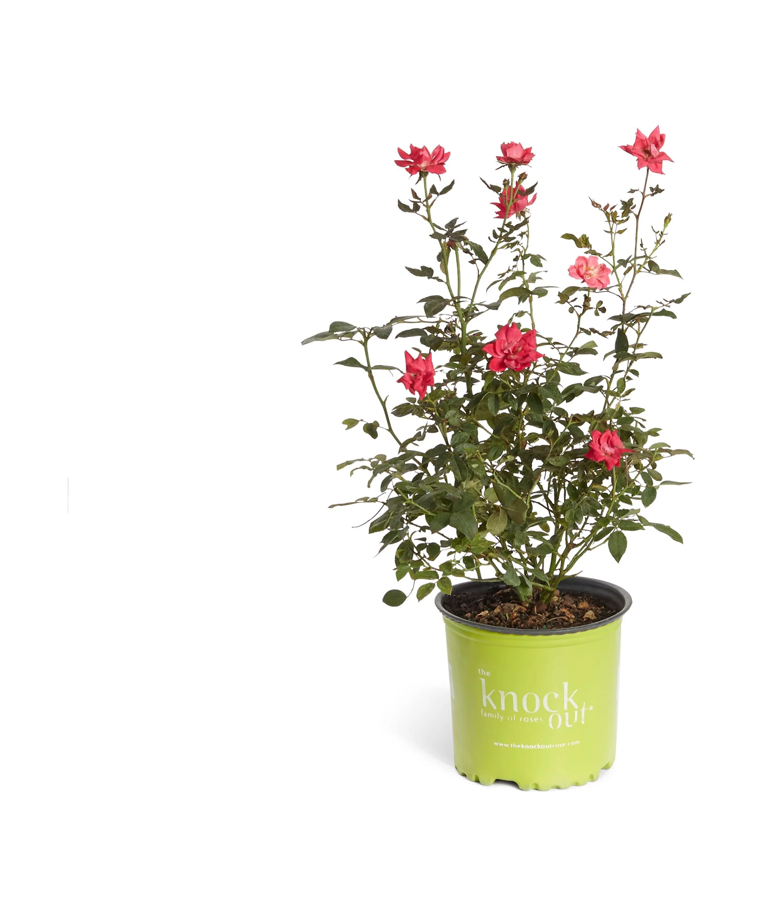 Double Knock Out® Rose - The Most Popular Repeating Rose Bush - Cannot Ship to AZ