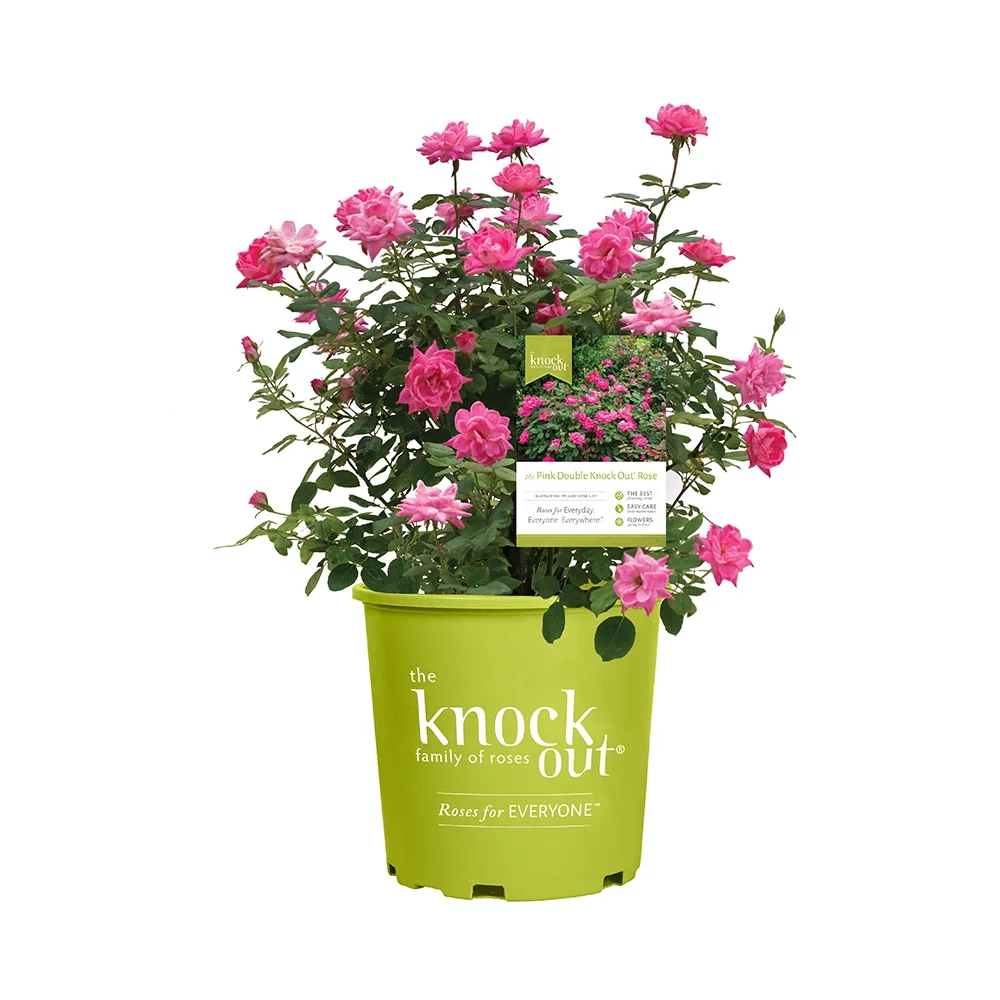 Altman Plants 1Gal Pink Knockout Rose Live Plant