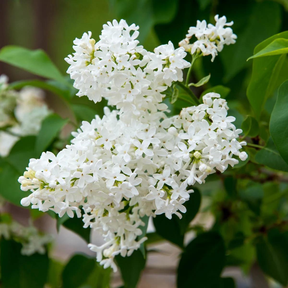 Snowy Beach Party Lilac White Flowering Lilac Deciduous Shrub , in a 1 gallon pot