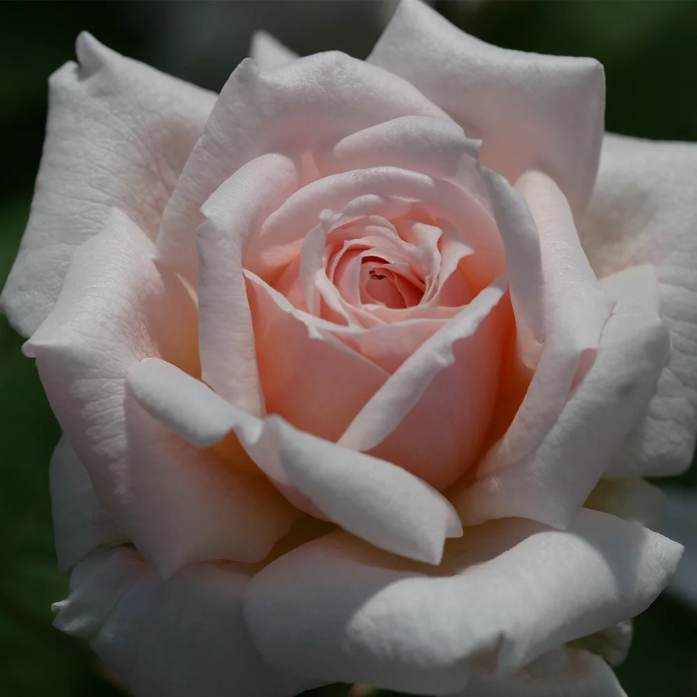 Heirloom Roses Rose Bush - Quietness Hardy , Live Rose Plant