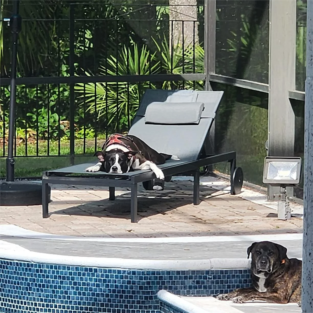 PURPLE LEAF Outdoor Tanning Lounge Chair Set with Face Hole Aluminum Adjustable Reclining Lounger for Poolside Beach Sunbathing with Wheels Pillows and Table Patio, Grey