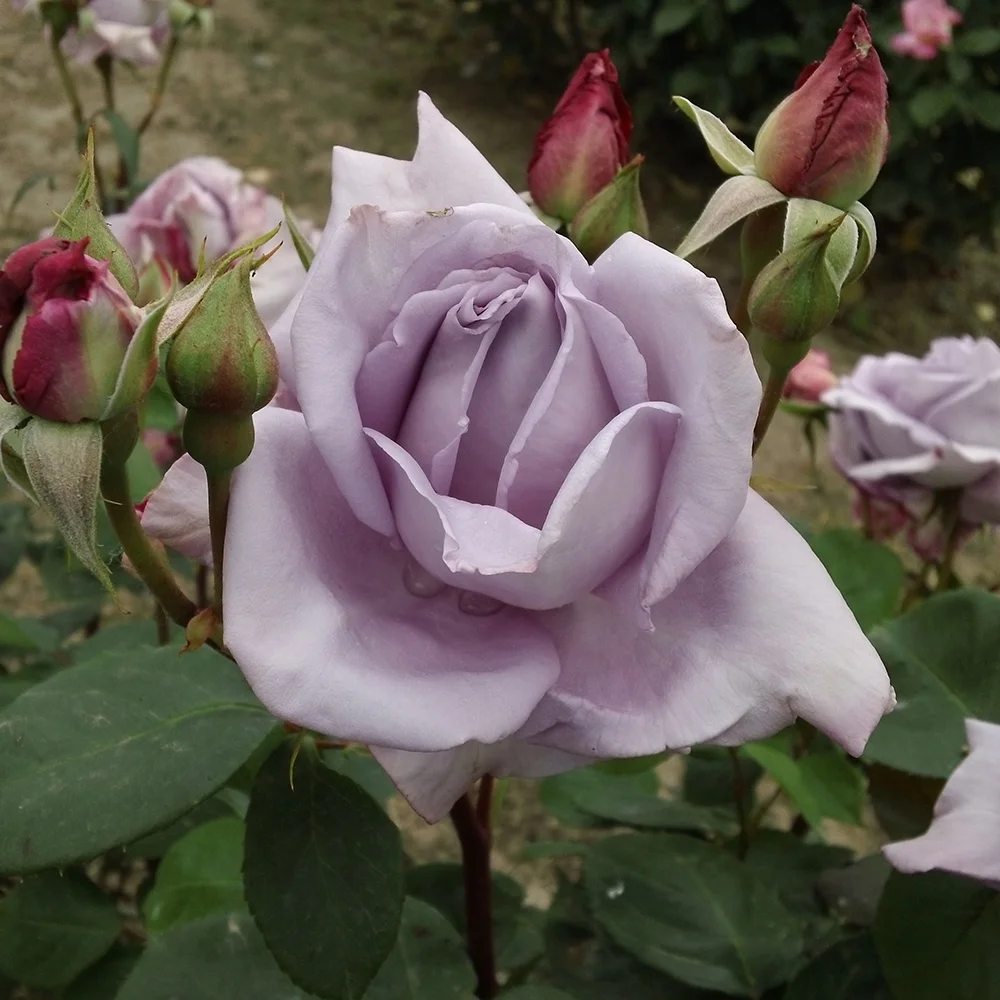 Heirloom Roses - Blue Moon® Hybrid Tea Rose Bush