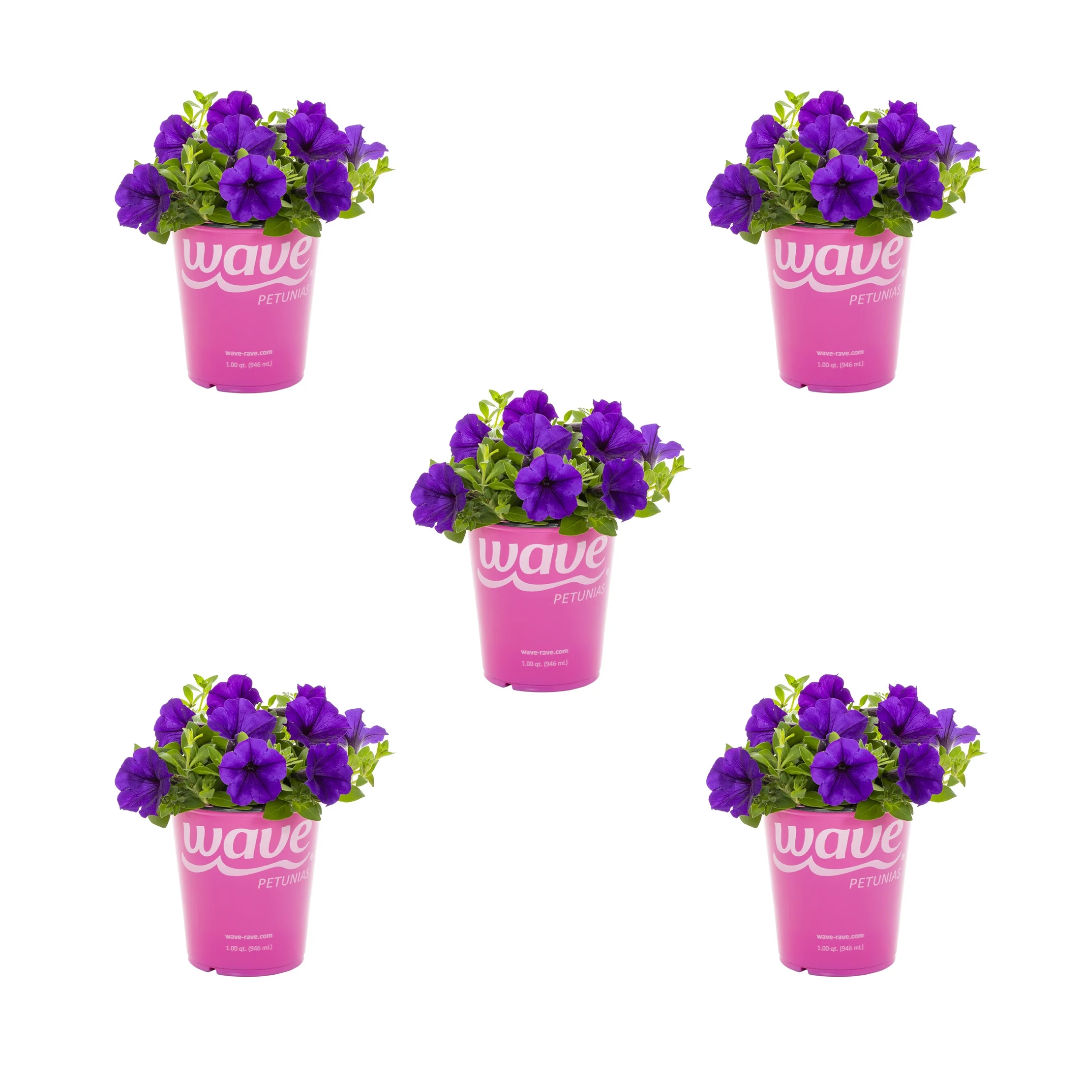 WAVE 1 Quart Blue Petunia Annual Live Plant 5-Count with Grower Pot