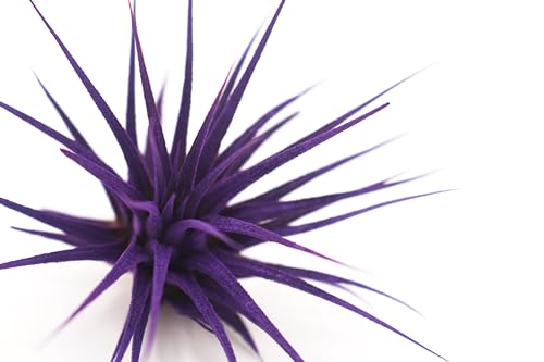 Live Extra Large Tillandsia Ionantha Guatemala Colorful Air Plant 3+ inch Enhanced Color Easy Care Indoor Outdoor Home Decor Gift Airplant by Awesome Industries
