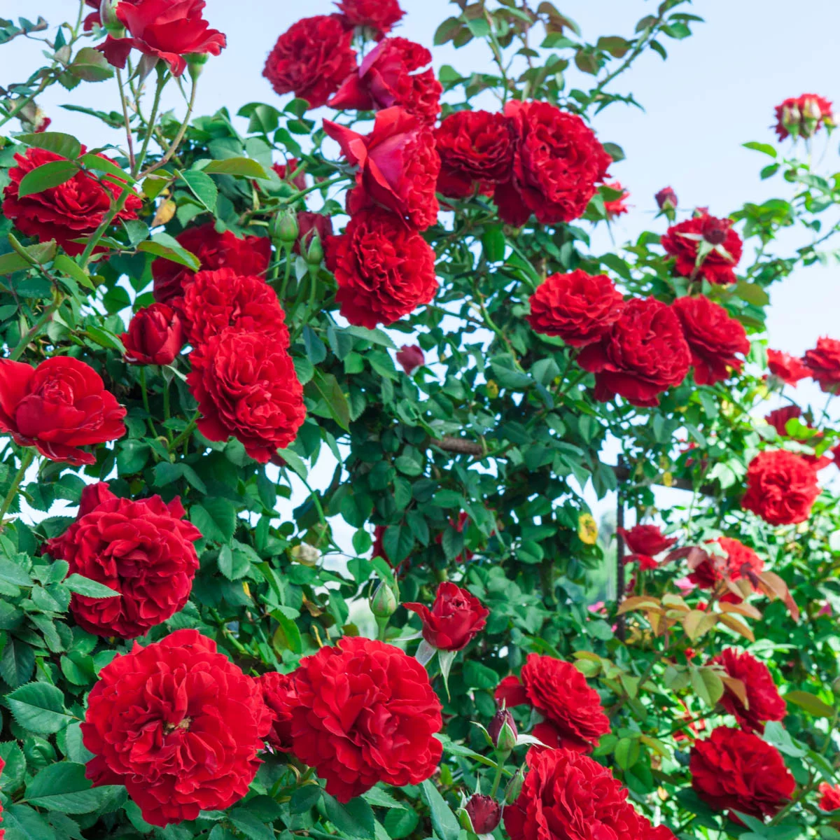 Lady in Red Dormant Bare Root Climbing Rose, 1-Pack