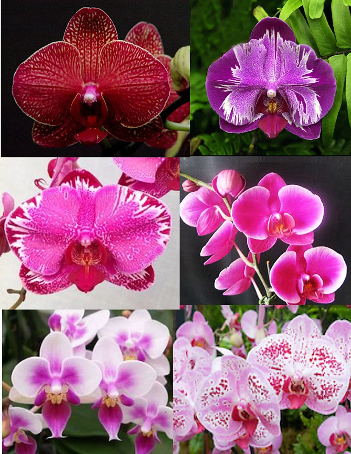 5 Live Orchid Plants (Cattleya, Oncidium, Dendrobium, Vanda, and Phalaenopsis )
