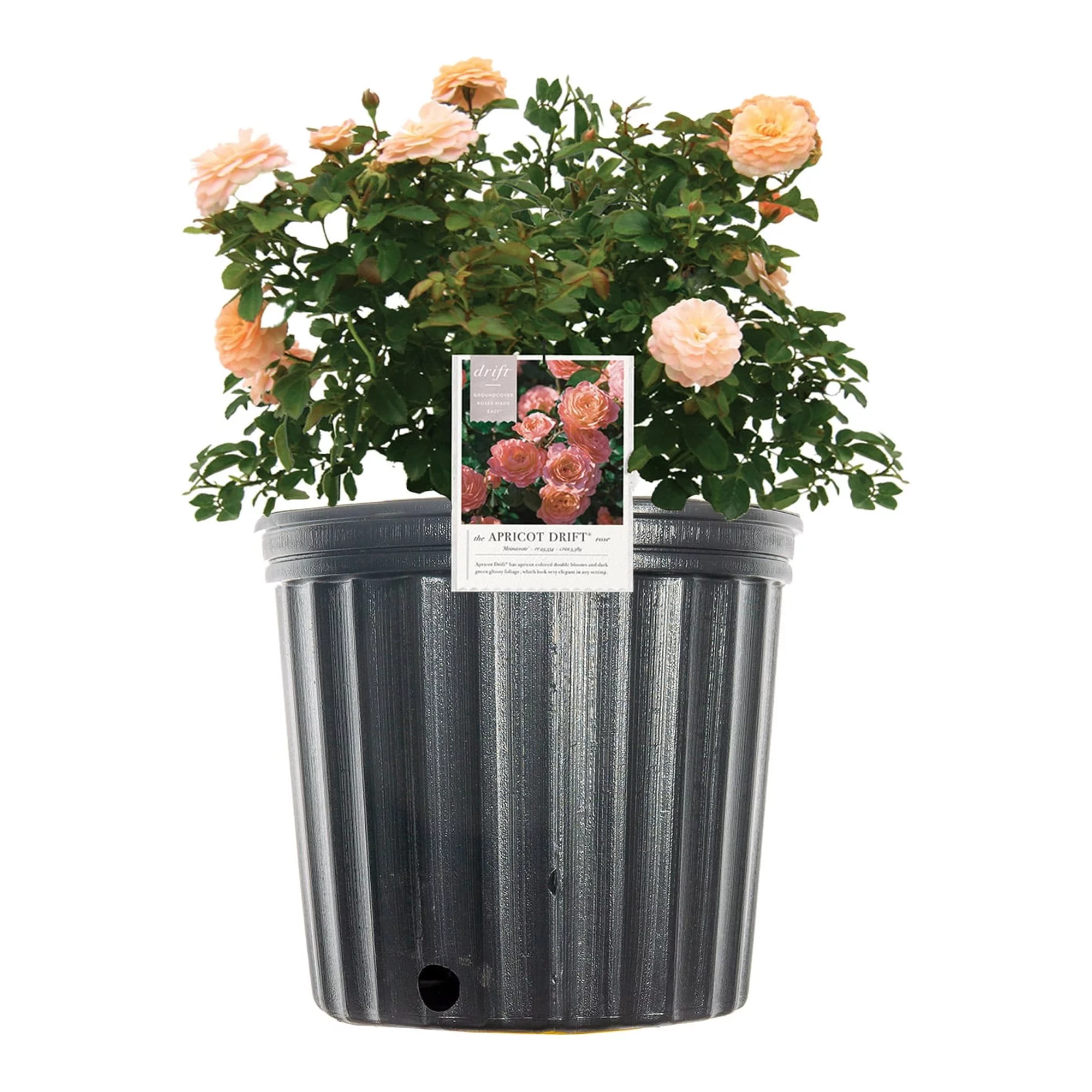1 Gal. Apricot Drift Rose Bush - Enticing Blooms