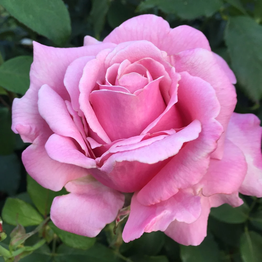Heirloom Roses Pink Rose Bush - Memorial Day™ Hybrid Tea , Live Rose Plant