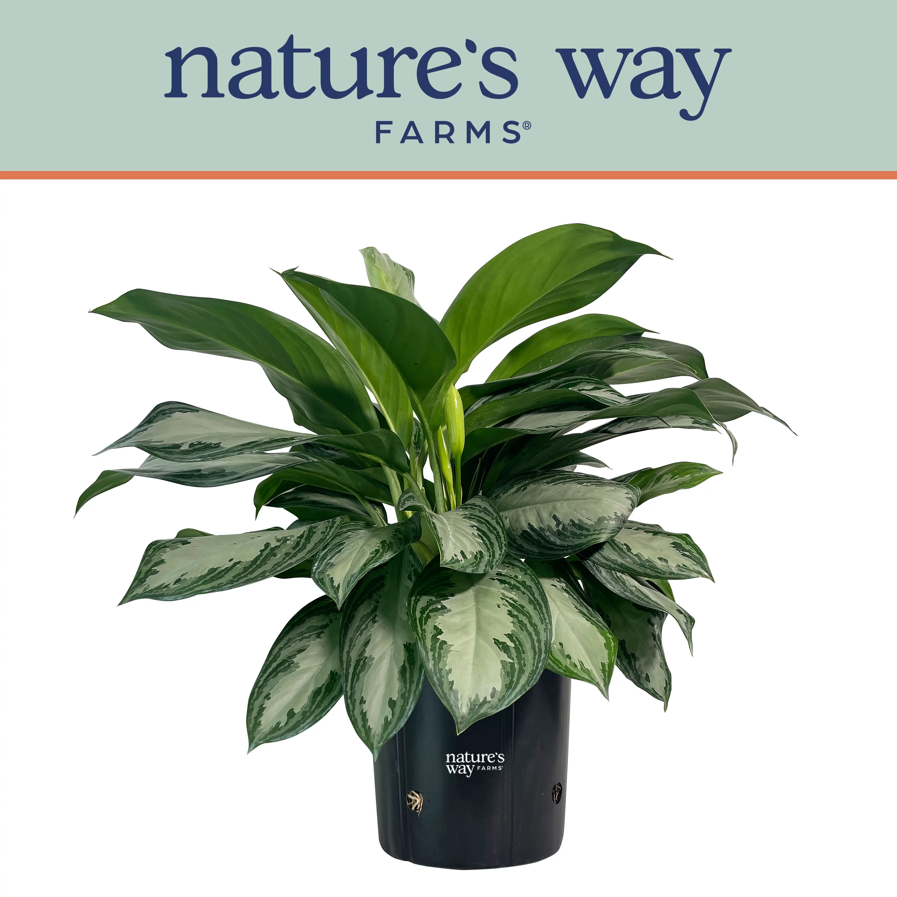 Nature's Way Farms Aglaonema Silver Bay (25-30 inches tall) in Growers Pot