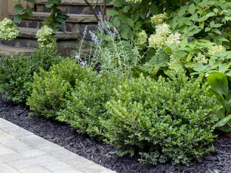 Little Missy Dwarf Boxwood - Live Plant ( 1 QT ) - Evergreen - Full Sun