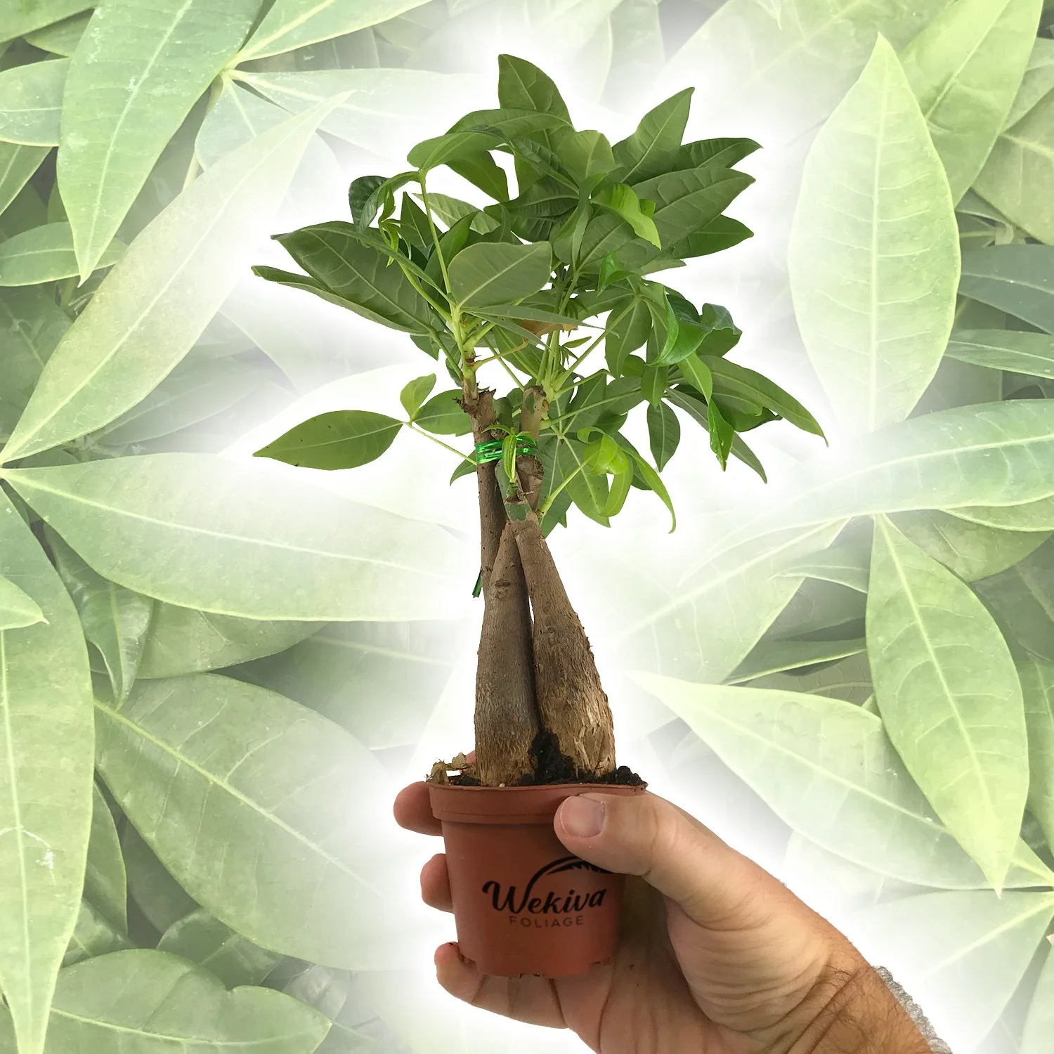 Money Tree Braid - 3 Live Plants in 3 Inch Growers Pot - Pachira Aquatica - Low Maintenance Indoor Houseplant - Your Feng Shui Path to Prosperity