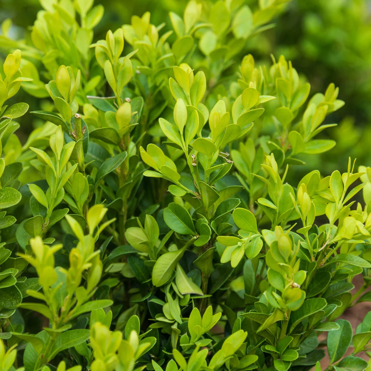 Green Velvet Boxwood Broadleaf Evergreen Shrub, grown in a 2.50 quart pot (1-Pack)