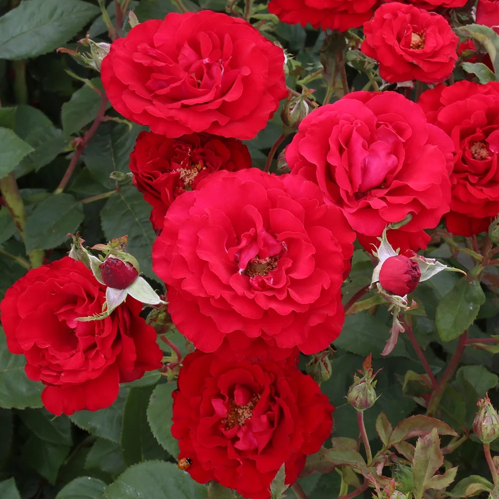 Heirloom Roses - Oh My!™ Floribunda Rose Bush