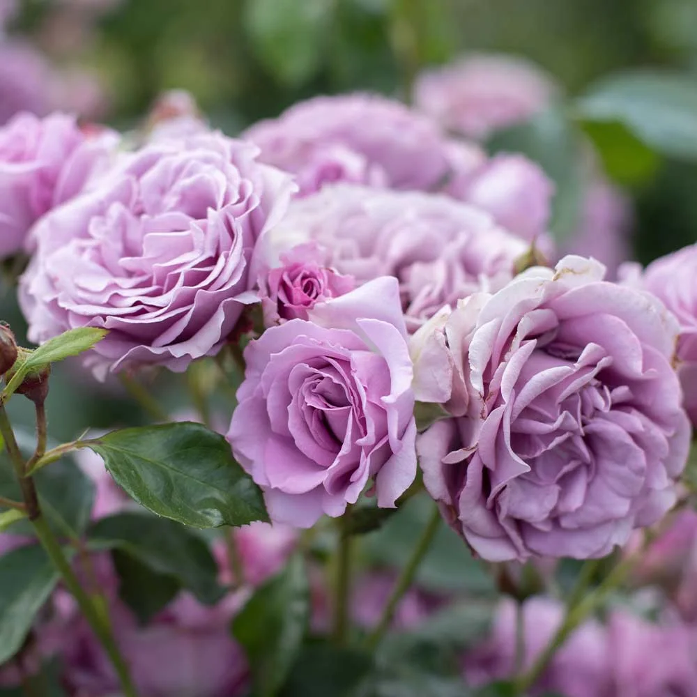 Heirloom Roses Climbing Rose - Arborose® Quicksilver Climbing Rose Bushes , Purple Climbing Rose Plant , Live Plants For Outdoor Planting