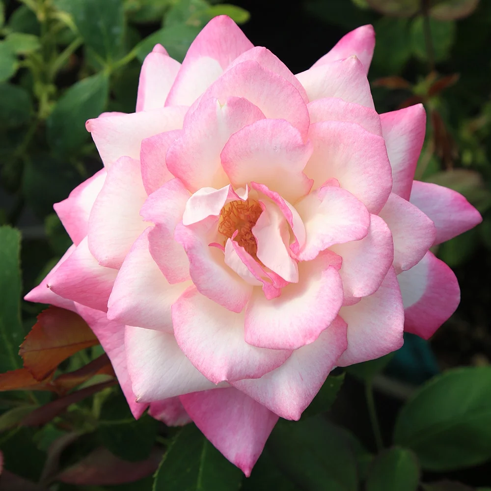My Caroline Rose by Heirloom Roses - Pink Hybrid Tea Rose
