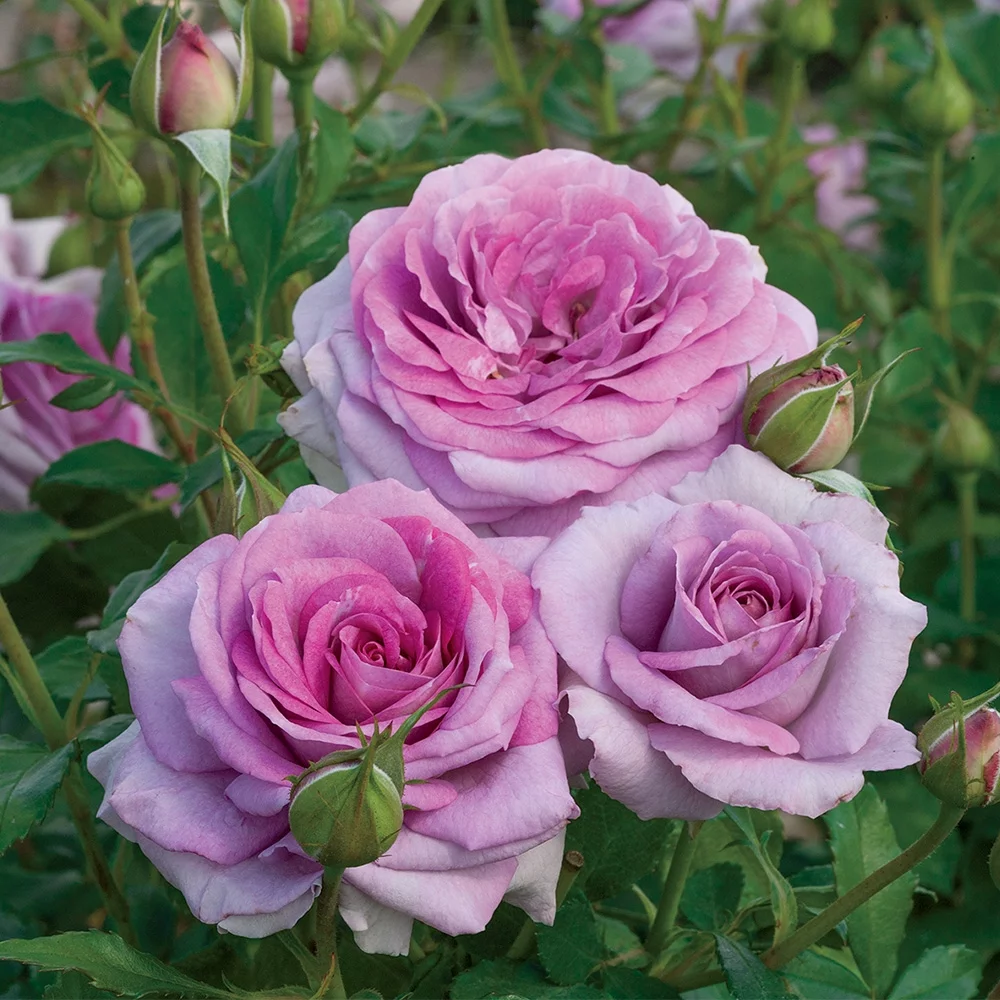 Heirloom Roses Rose Bush - Violet's Pride™ Live Floribunda , Purple Rose Plant