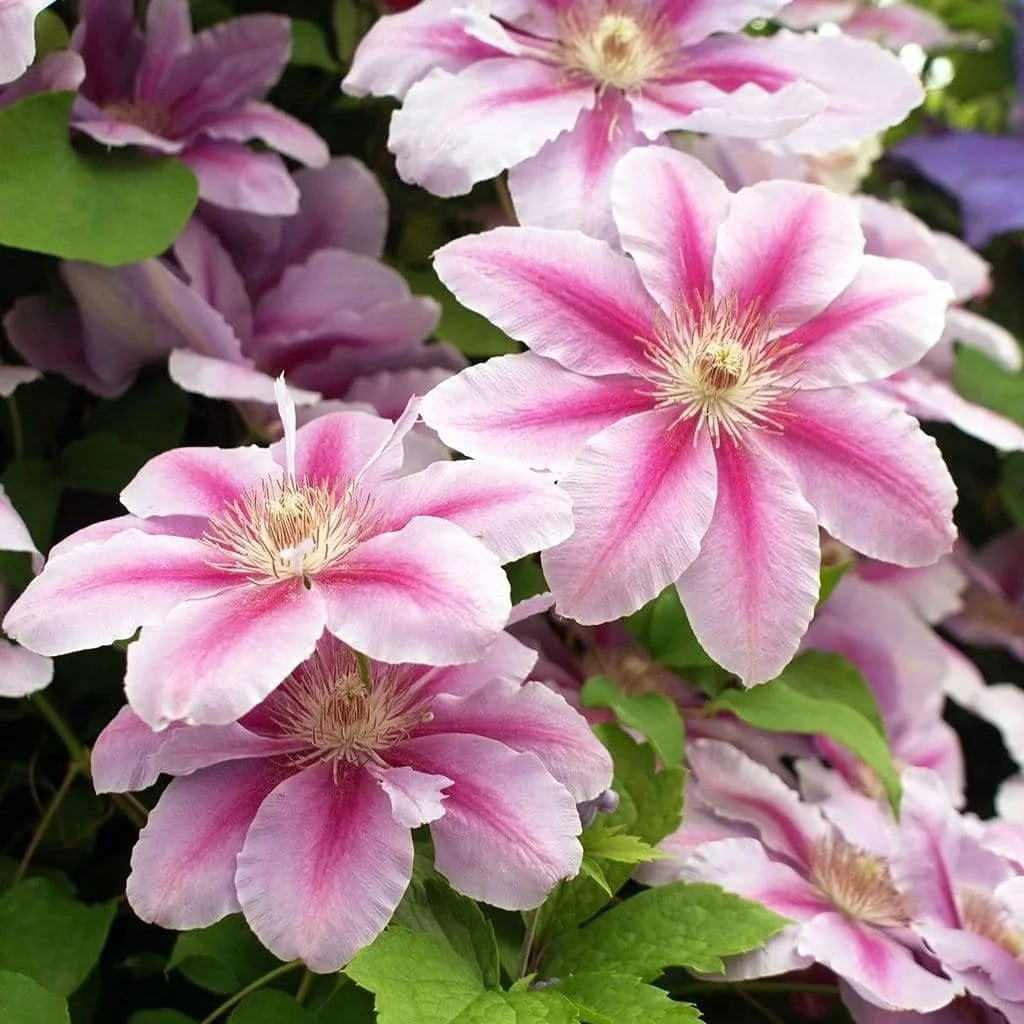 Bees Jubilee Clematis Vine - Live Plant in a 4 Inch Growers Pot - Clematis 'Bees Jubilee' - Starter Plants Ready for The Garden - Bold and Beautiful Purple Flowering Vine