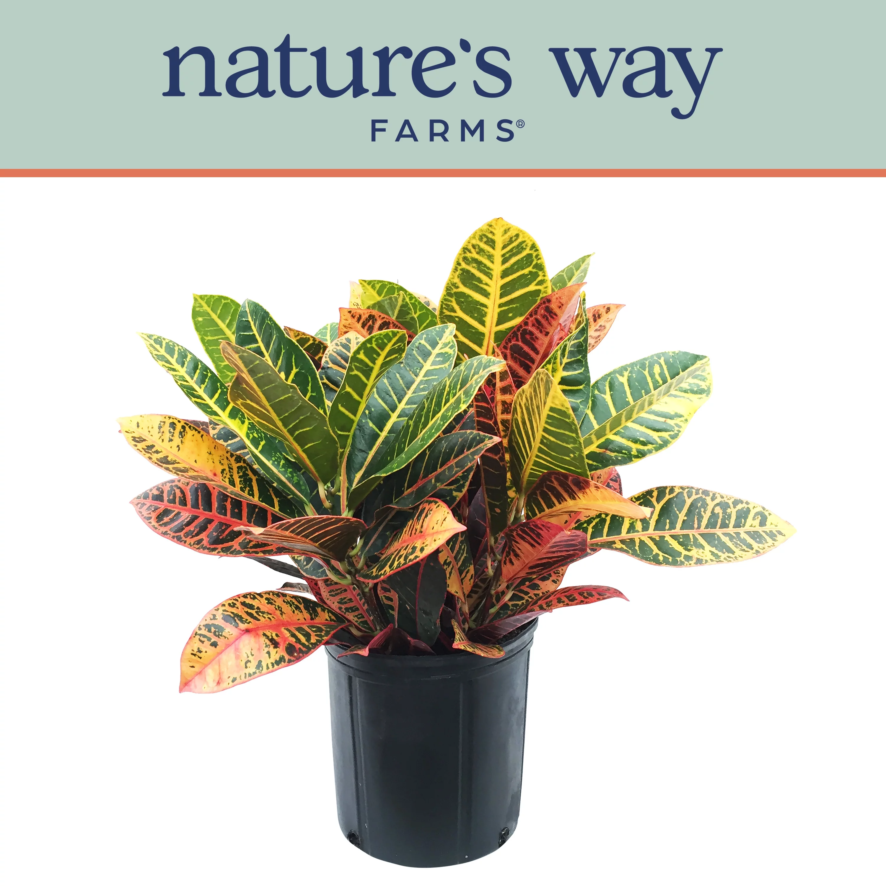 Nature's Way Farms Croton Petra Live Plant (25-30 in. Tall) in Growers Pot