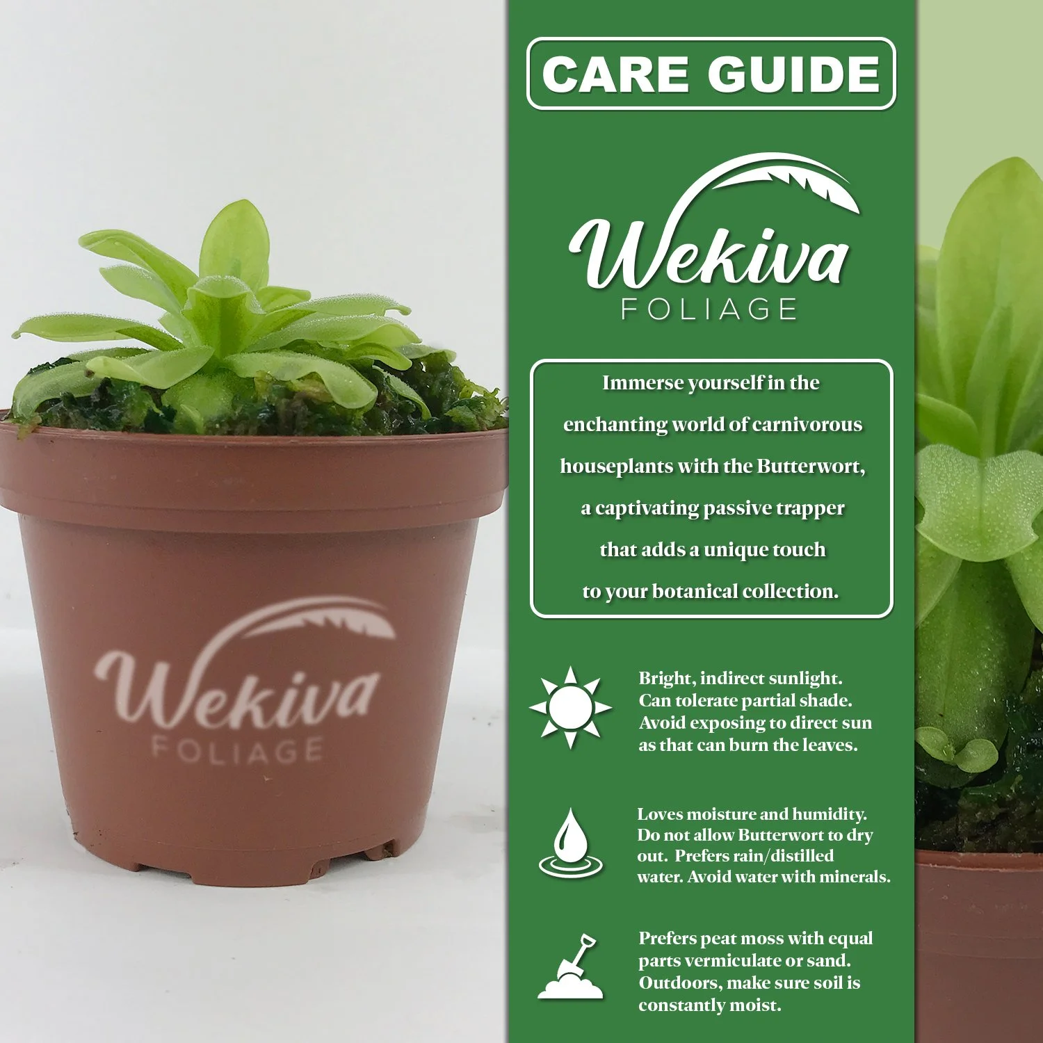 Carnivorous Butterwort Plant - Live Plant in a 3 Inch Pot - Pinguicula Primuliflora - Beautiful Easy Care Indoor Tropical Carnivorous Plants