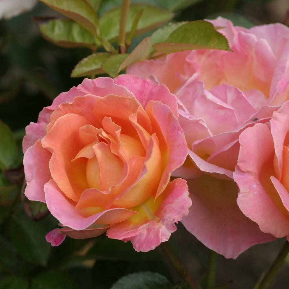 Heirloom Roses - Elle® Hybrid Tea Rose Bush