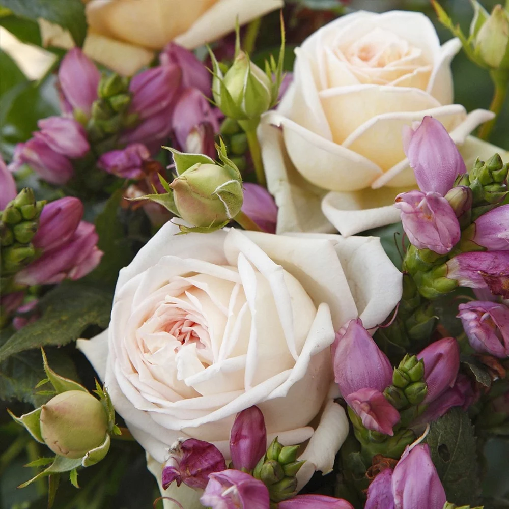 Heirloom Roses Rose Bush - Parfuma® Madame Anisette™ Grandiflora , Live Rose Plant