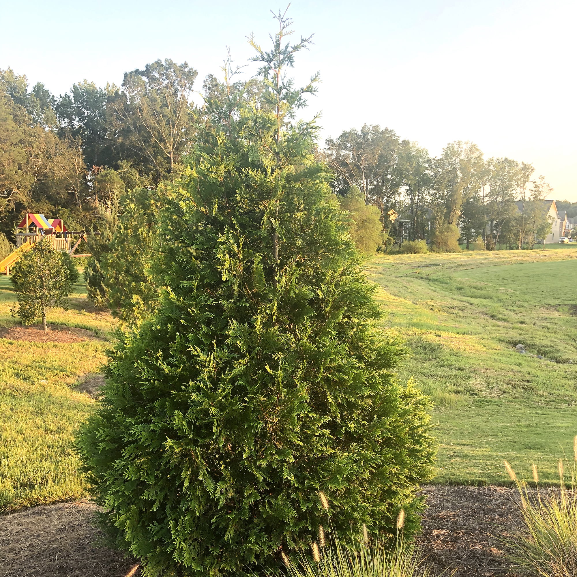 Green Giant Arborvitae Live Shrub (7 Gallon)