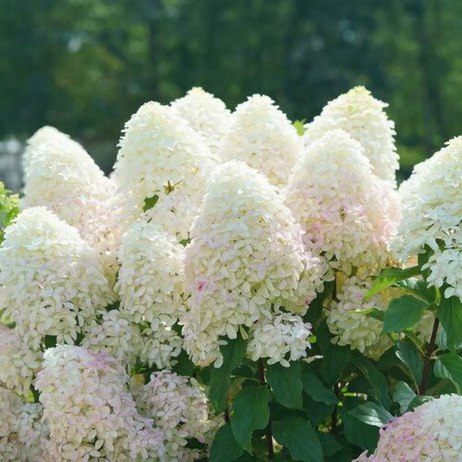 Quick Fire Fab® Panicle Hydrangea