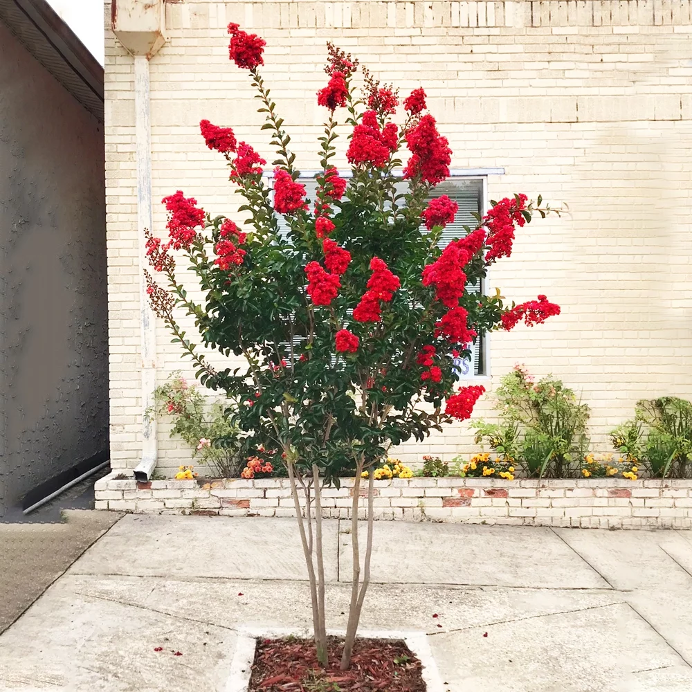 Southern Living 12 in. Red Miss Frances Flowering Crape Myrtle Tree in 2.84 Liter Nursery Pot - Full Sun Live Outdoor Plant