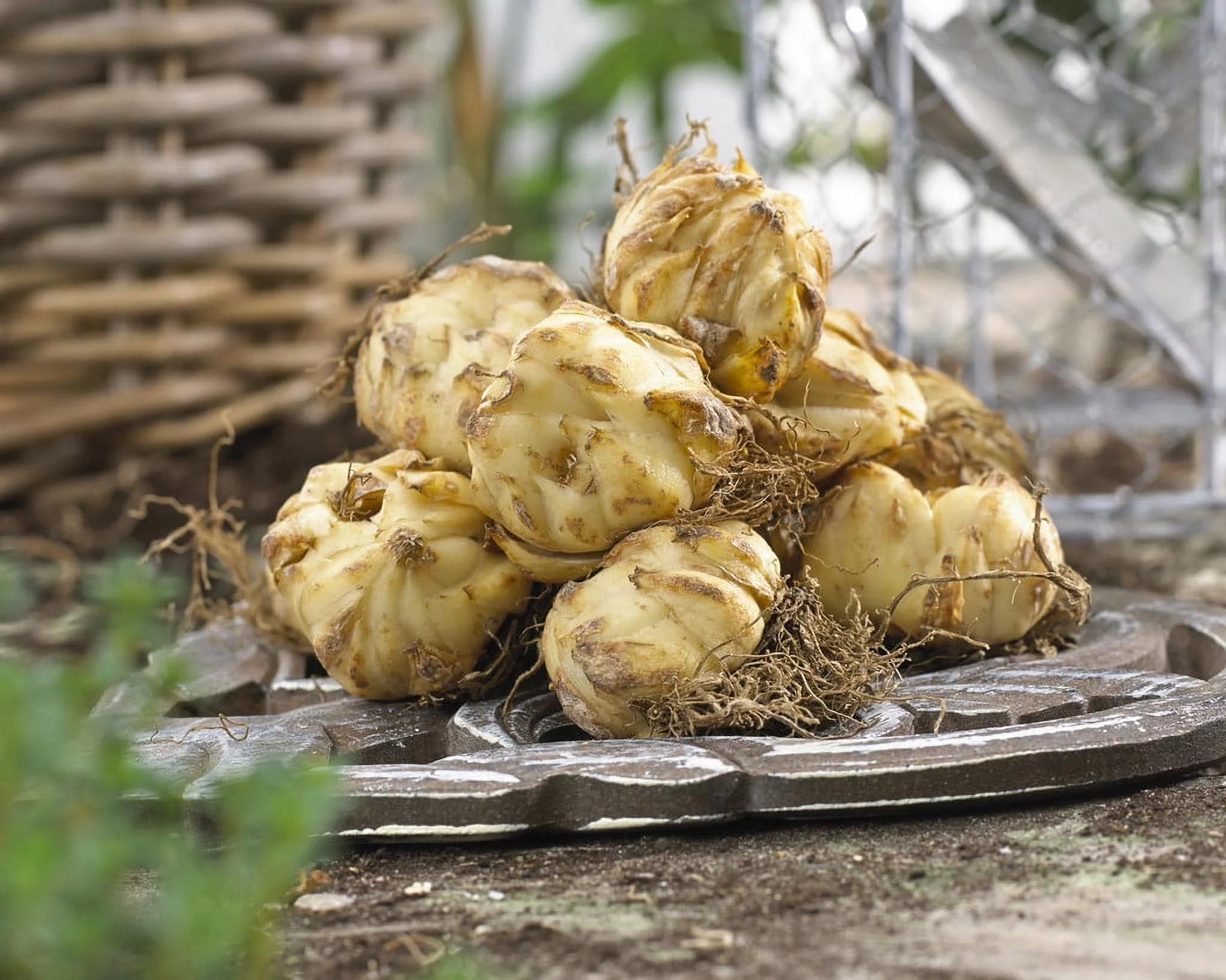 Van Zyverden Lilies Double Tiger Set of 7 Bulbs Orange Partial Sun Easy to Grow 2 lb