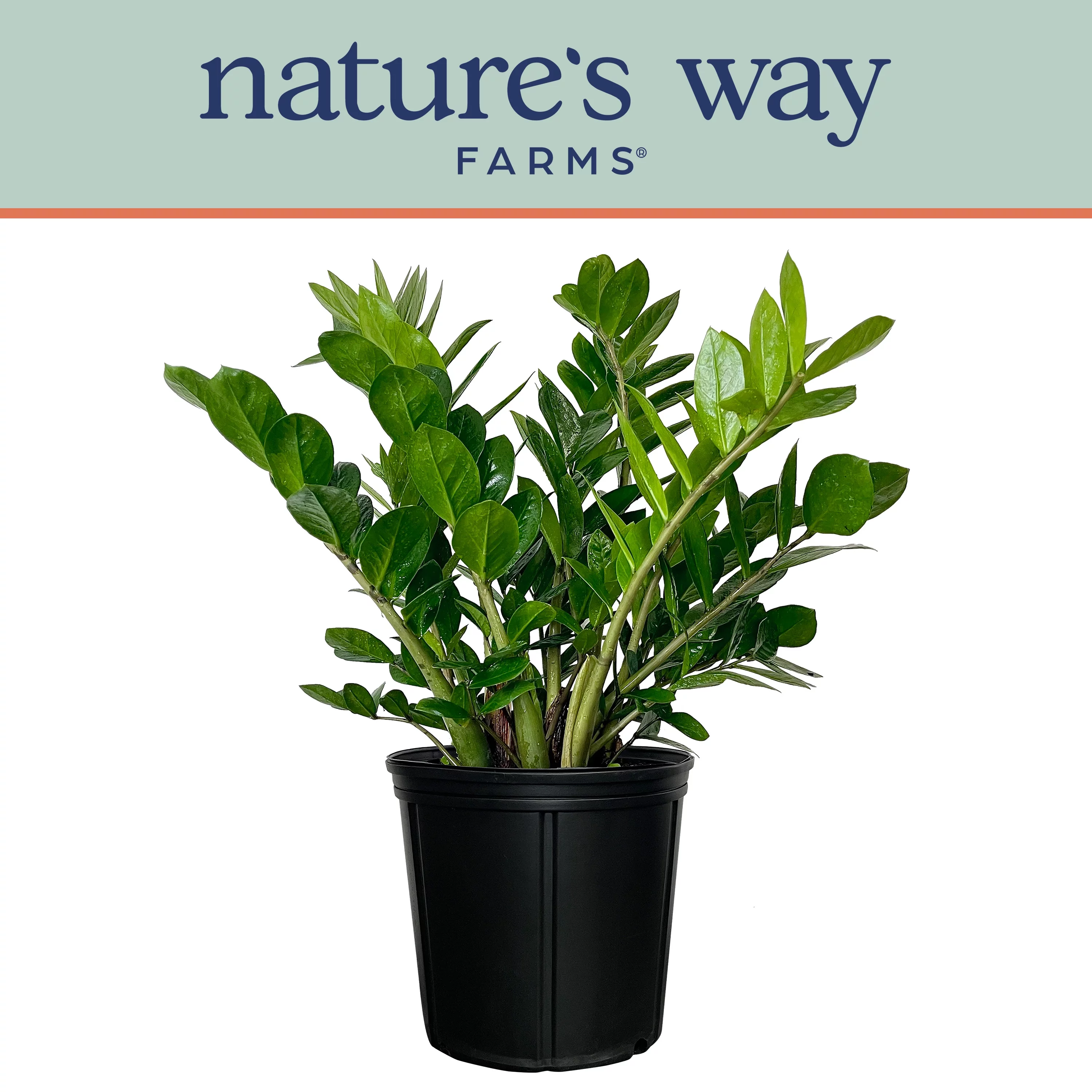 Nature's Way Farms ZZ Live Plant (25-30 in. Tall) in Growers Pot