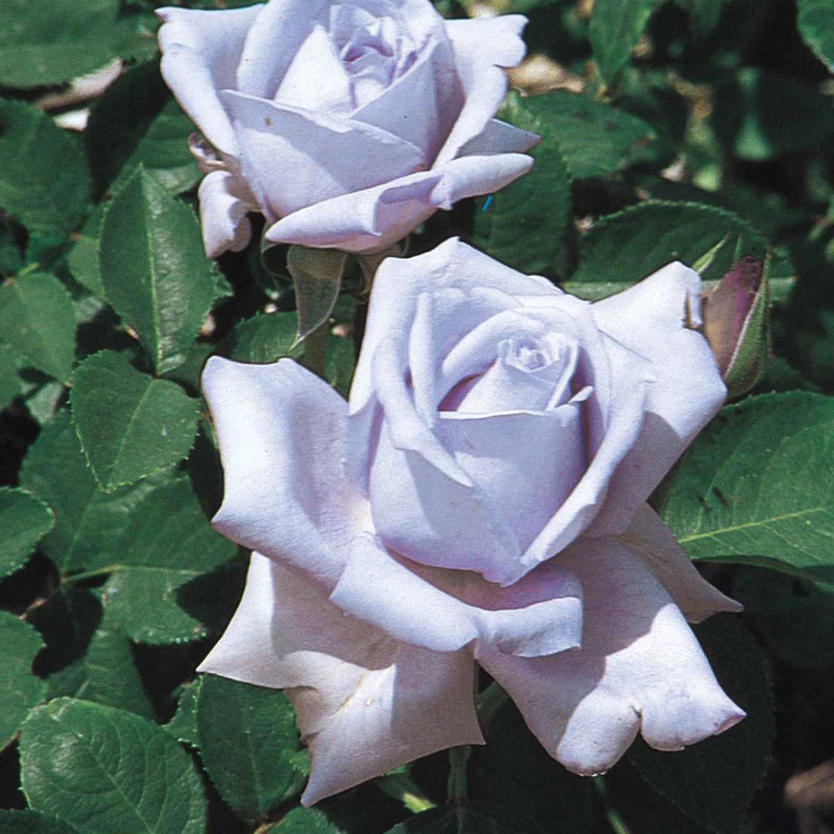 Blue Girl Dormant Bare Root Hybrid Tea Rose, Includes one dormant plant per order