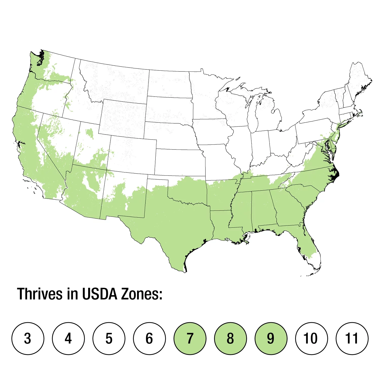 Angyo Star Fatshedera (3 Gallon) Evergreen Vine with Variegated Green and White Foliage - Part Sun to Shade Live Outdoor Plant - Southern Living Plant Collection